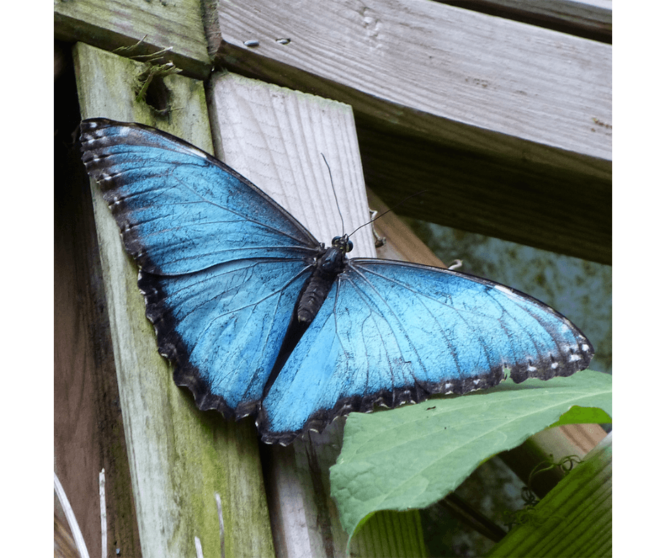 Bouwpakket vlinder - product image