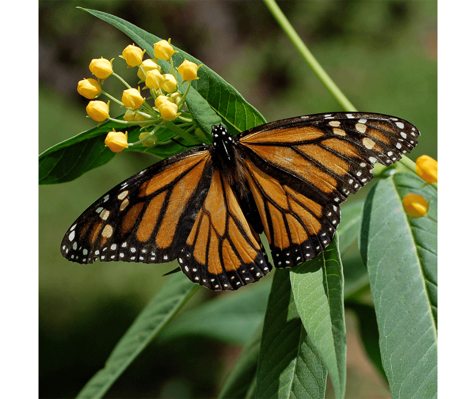 Bouwpakket vlinder - product image